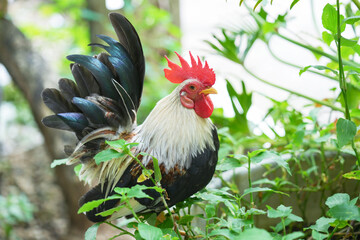 bantam male chicken in the garden.