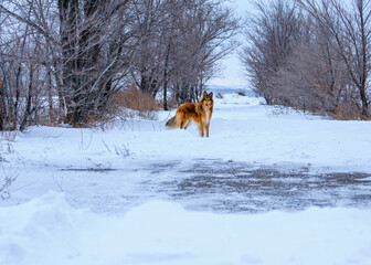 dog playing with snow