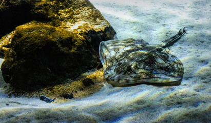 Marine electric stingray fish and sandy seabed