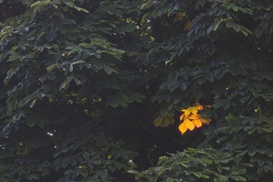 Yellow leaves among green leaves. - Powered by Adobe