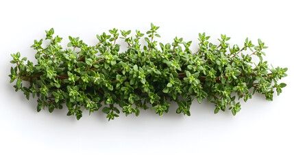 Obraz premium Exploring the Unique Flavor and Health Benefits of Thyme Honey - Nature's Herbal Remedy