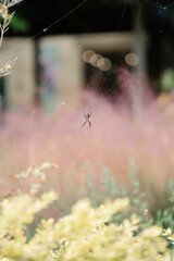 spider web in the dew