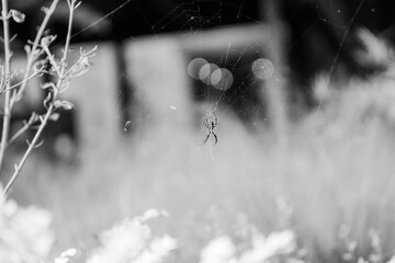 Spider on a web 