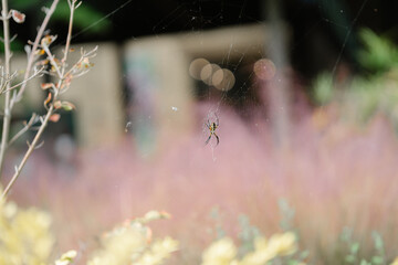 Spider on a web