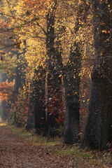 Piękny jesienny krajobraz w lesie, Goczałkowice, Śląsk.