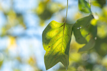 Green leaf with sky