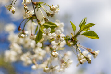 Close-up of delicate cherry blossoms in full bloom on a branch against a clear blue sky