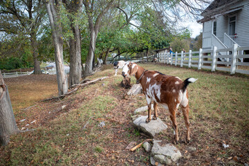 Goats by a barn