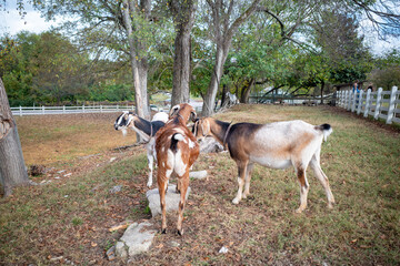 Goats by a barn