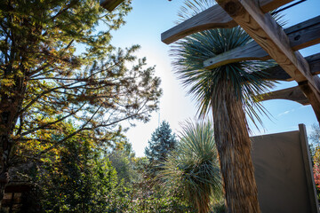 palm trees in the city