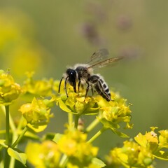 bee on yellow flower