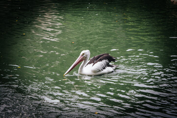 pelicans on the pond, good for article or commercial