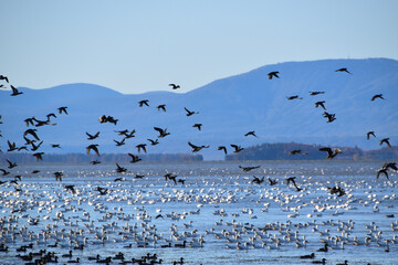 Birds on the river in autumn, Montmagny, Québec, Canada