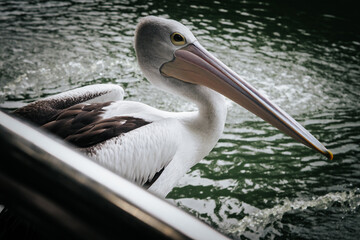 pelicans on the pond, good for article or commercial