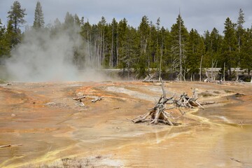 Scenic views of Yellowstone National Park with geysers and wildlife. USA