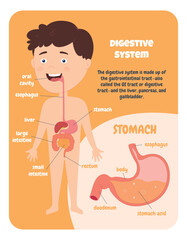 Human digestive system child diagram. Study of human anatomy. Education for a child. My body. Vector illustration