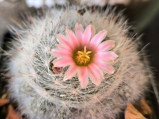 various types of mini succulents in pot