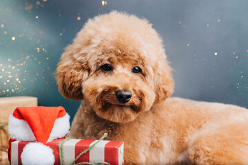 Close-up small ginger poodle dog on a green-blue background with Chrismas gifts. Pet's portrait. Christmas greetings card, front view
