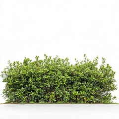 Obraz premium north florida shrubbery, landscaped, white background,generative ai