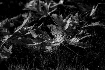 Autumn foliage of orange maple leafs fallen on the ground turned brown and orange with small water drops close up. Cold seasons changing in the late autumn before the winter season