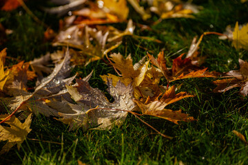 Autumn foliage of orange maple leafs fallen on the ground turned brown and orange with small water drops close up. Cold seasons changing in the late autumn before the winter season