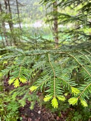 fern in the forest