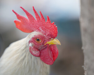 head of bantam  male chicken in the garden.