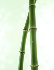 Obraz premium Bamboo stalks with a lush green color, standing tall and isolated on a bright white background, displaying multiple segments with intricate joint details.