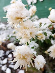 white chrysanthemum flowers under the first snow