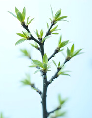 Fototapeta premium Elm tree isolated on white background
