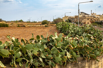 Marsaxlokk, Malta Succulent Maltese cactus growing by the side of the road.