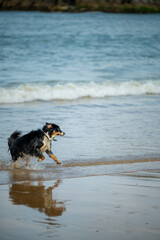 australian dog on the beach running 