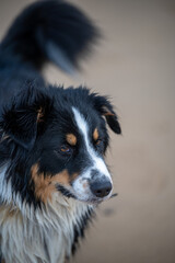 australian dog on the beach running 