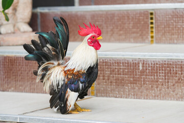 bantam  male chicken in the garden.