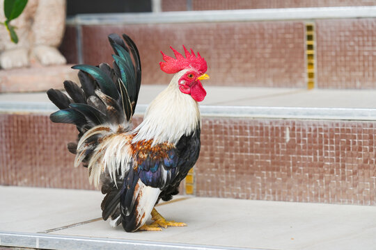 bantam  male chicken in the garden.