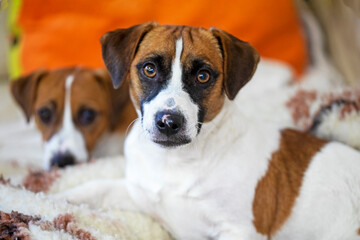 beautiful grown up jack russell terrier puppies in the room