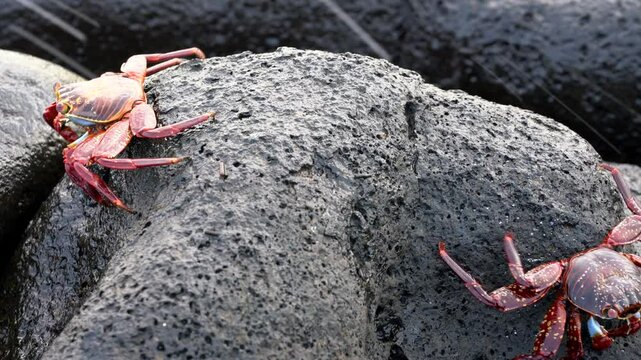 Sally lightfoot crabs move slowly apart on black volcanic rock, showcasing their vibrant colors against the rugged surface
