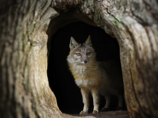 Obraz premium corsac fox sitting in a tree hollow