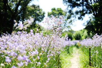 Obraz premium garden walkway in Blooming purple Murdannia Giganteum wildflower farm in meadow flower field in natural sunlight of garden