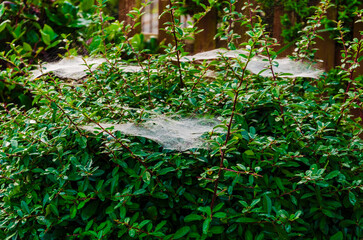 Spider or caterpillar web in the mist spun on a catoneaster and pyracantha bush