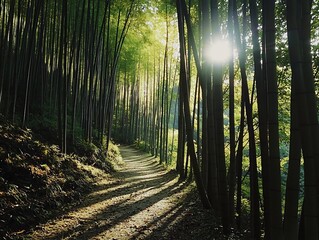 Naklejka premium Serene Hike Through Towering Bamboo Forest with Sunlight Casting Shadows on Trail
