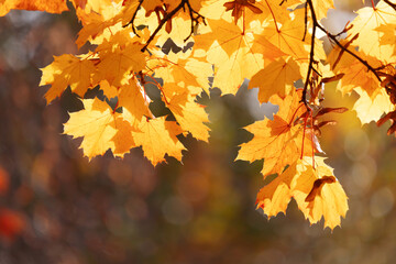 Yellow autumn leaves and black trunks against a blue sky.