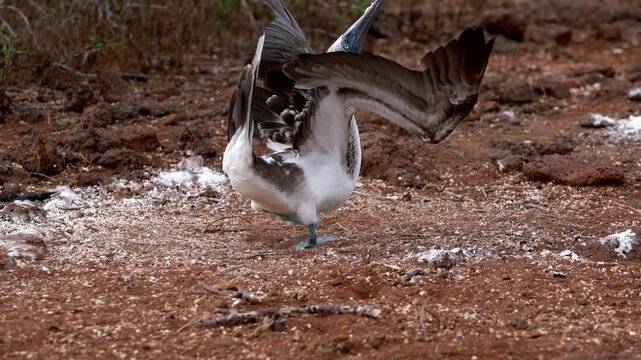 Blue footed booby stands on brown dirt, stretching its wings amidst sparse vegetation in a tropical environment