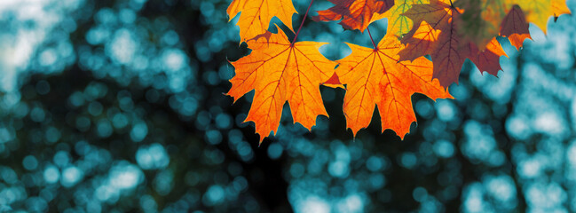  Red autumn leaves and black trunks against a blue sky.
