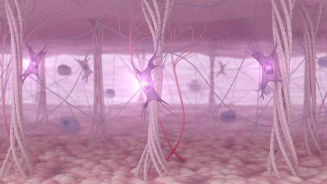 Activation of fibroblasts and the restoration of collagen fibers within the skin&rsquo;s extracellular matrix. A skin tissue before and after a wrinkle-reducing anti-aging treatment. 3D animation