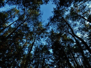 trees and sky