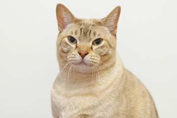 close up of an Australian Mist cat which is sitting and watching the camera