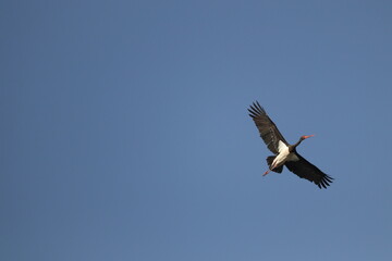 Black stork bird (Ciconia nigra) flying in blue sky

