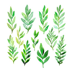 A watercolor drawing of a set of rosemary leaves, isolated on a white background. Rosemary leaves vector.