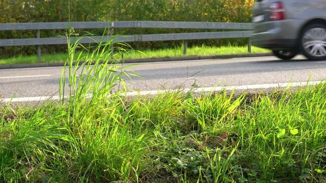 Traffic on the street. Worms eye view. Grass and a plant in the foreground, being moved by the wind created by the passing cars. Movement is getting slower at the end, as no car is coming. 